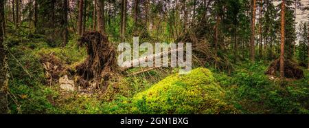 Paysage de forêt du Nord avec racines d'arbres déchus, forêt sauvage profonde, vue latérale Banque D'Images