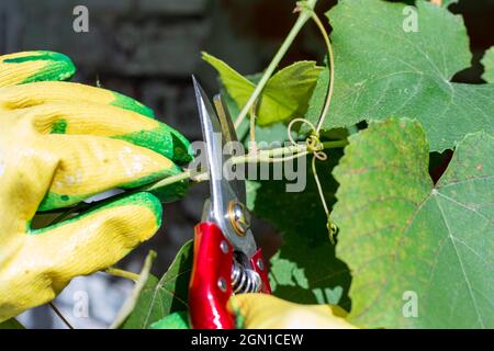 Élaguer les raisins à l'automne. Le jardinier coupe la vigne avec un sécateur, gros plan. Banque D'Images