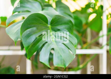 Constellation thaïlandaise de Monstera avec un beau feuillage de plantes tropicales. De belles feuilles de monstère variégée sur le fond d'autres plantes vertes et de branches. Banque D'Images