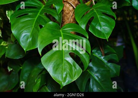 Monstera feuilles ou usine de fromage suisse ou monstera gourmet dans la nature, fond de feuilles vertes tropicales, philodendron monstera sur fond d'autres plantes vertes et branches. Banque D'Images