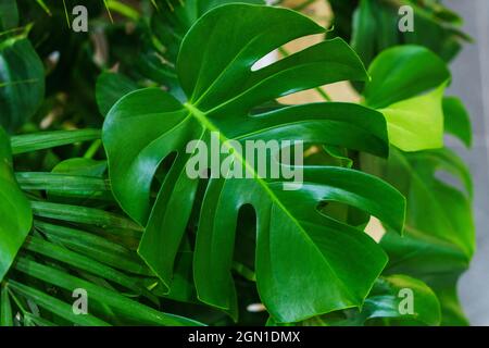 Belles feuilles de monstère insolites sur le fond d'autres plantes vertes et de branches. La constellation thaïlandaise de Monstera a varié de belles plantes tropicales à feuillage Banque D'Images