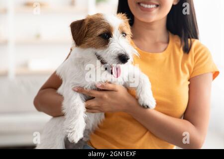 Gros plan du chiot Jack russel terrier entre les mains du propriétaire Banque D'Images