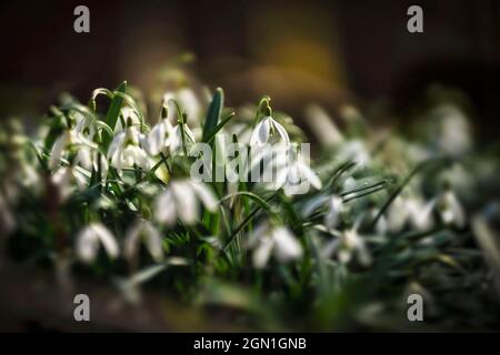 Chutes de neige dans la forêt de printemps, Bavière, Allemagne, Europe Banque D'Images