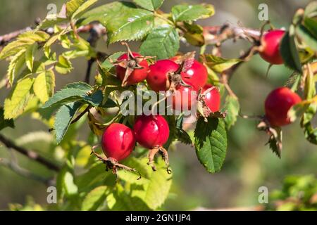 Gros plan des hanches roses rouges sur un arbre Banque D'Images