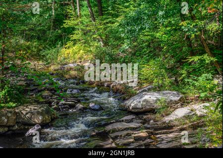 ruisseau willard situé dans la forêt de l'état de willard brook, dans la forêt de townsend Banque D'Images