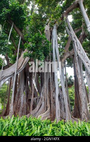 Ficus macrophylla, ancien et robuste, figue ou ficus de la baie Moreton avec des racines aériennes lourdes et longues, des racines de contreforts et un feuillage vert luxuriant Banque D'Images