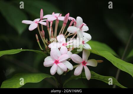 Gros plan de délicates fleurs de jasmin blanches entourées de feuilles vertes vibrantes dans une forêt sombre Banque D'Images