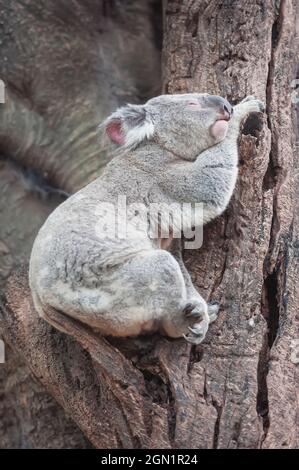 Koala (Phascolarctos Cinereous) reposant sur un arbre, Brisbane, Queensland, Australie Banque D'Images