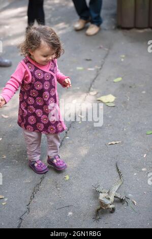 Jeune fille regardant un dragon australien de l'est de l'eau (Physignathus lesueurii), Lone Pine Koala Sanctuary, Brisbane, Queensland, Australie Banque D'Images