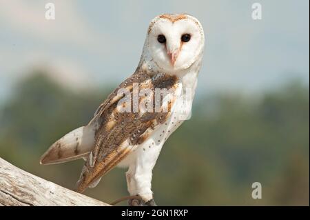 Effraie des clochers (Tyto alba), Lone Pine Koala Sanctuary, Brisbane, Queensland, Australie Banque D'Images