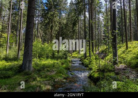 Rivière Weißer main près de Bischofsgrün dans le Fichtelgebirge, haute-Franconie, Bavière, Allemagne Banque D'Images