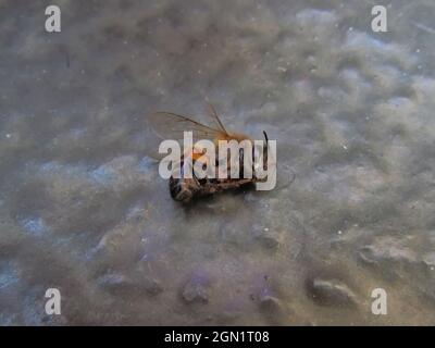 abeille morte sur un sol gris rustique et poussiéreux. Banque D'Images