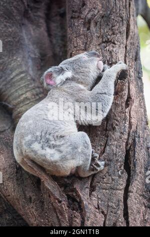 Koala (Phascolarctos Cinereous) reposant sur un arbre, Brisbane, Queensland, Australie Banque D'Images