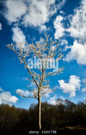 Cerisiers en fleurs au printemps, Rheinbreitbach, Rhénanie-Palatinat, Allemagne Banque D'Images