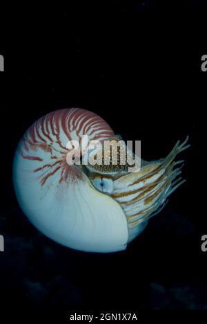 L'empereur nautilus (Nautilus pompilius), Nautilus sont les seuls céphalopodes vivants avec une coquille externe; principalement actif la nuit lorsqu'ils se nourrissent de poisson Banque D'Images