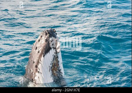 Humpback Whale surfacing adultes, Hervey Bay, Queensland, Australie Banque D'Images