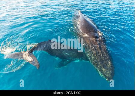 Baleines à bosse (Megaptera novaeangliae), surfaçage de mère et de veau, Hervey Bay, Queensland, Australie Banque D'Images