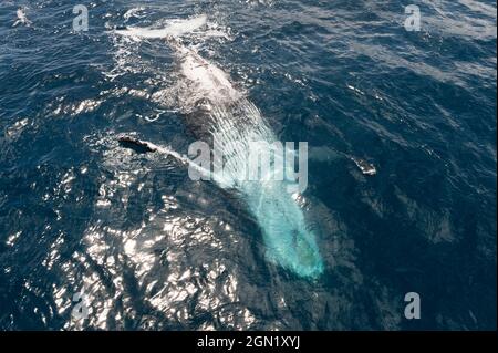 Humpback Whale surfacing adultes, Hervey Bay, Queensland, Australie Banque D'Images