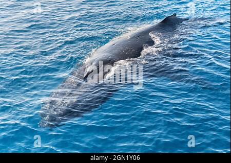 Humpback Whale surfacing adultes, Hervey Bay, Queensland, Australie Banque D'Images