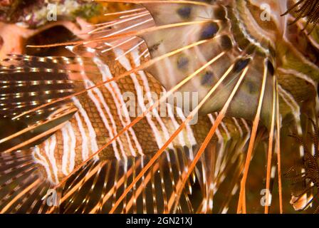 Pompier Broadbetrid (Pterois antennata), épines dorsales venimeuses qui peuvent infliger une piqûre extrêmement douloureuse. Le poisson utilise ses nageoires pectorales de type éventail Banque D'Images