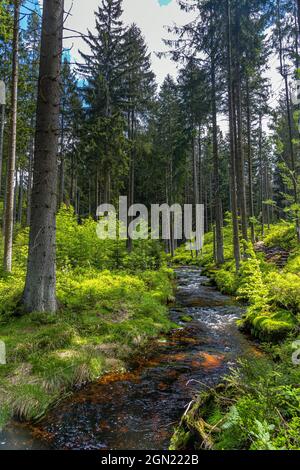 Rivière Weißer main près de Bischofsgrün dans le Fichtelgebirge, haute-Franconie, Bavière, Allemagne Banque D'Images