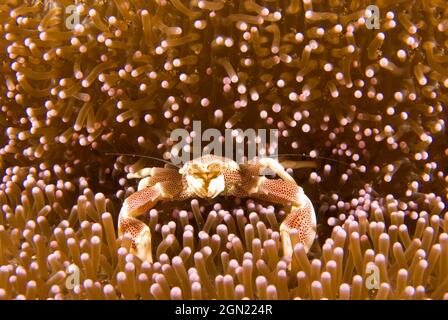 Le crabe en porcelaine à pois rouges (Neopetrolisthes maculatus) vit dans une relation commensale avec les anémones. Les taches rouges sur un corps en porcelaine et TH Banque D'Images