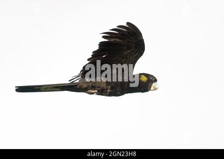 Volant de type cocatoo noir à queue jaune (Zanda funerea ou Calyptorhynchus funereus) Banque D'Images