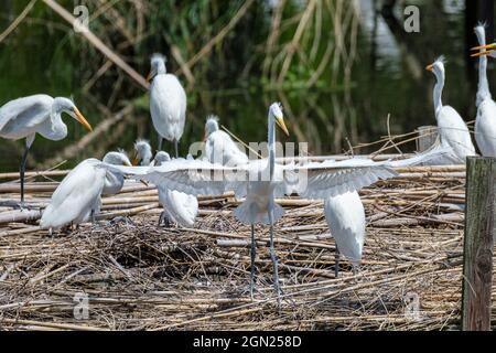 White Egret présente des ailes en face du Rookery d'Egret, en Louisiane du Sud, aux États-Unis Banque D'Images