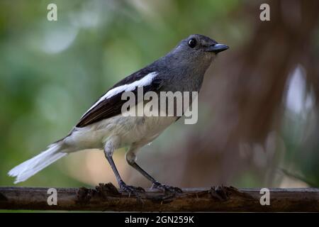 Magnifique animal féminin de l'Indian Oriental magpie Robin, assis sur une branche d'arbre et chantant une chanson Banque D'Images