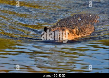 Une image en gros plan d'un castor 'Castor canadensis', qui nage dans les eaux calmes de son étang de castors dans les régions rurales du Canada de l'Alberta. Banque D'Images