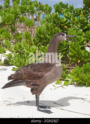 Albatros à pieds noirs sur la côte, vochant pendant la cour. Phoebastria nigripes Banque D'Images