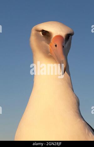 La tête, les yeux et le bec de l'albatros de Laysan se rapprochont d'un ciel bleu sur une île du Pacifique Banque D'Images