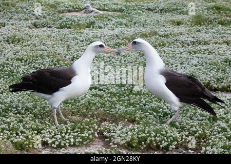 Paire d'albatros de Laysan touchant des beaks pendant l'affichage de la cour dans un champ de fleurs d'Alyssum doux (Phoebastria immutabilis, Lobularia maritima) Banque D'Images