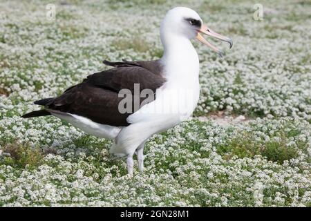 Albatros de Laysan oiseau adulte appelant à d'autres oiseaux, debout dans un champ de fleurs d'Alyssum doux (Phoebastria immutabilis, Lobularia maritima) Banque D'Images