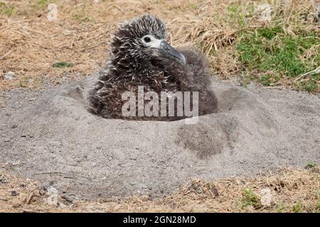 Poussin d'albatros de Laysan, nichée dans un nid de sable sur l'atoll de Midway dans les îles hawaïennes. Phoebastria immutabilis Banque D'Images