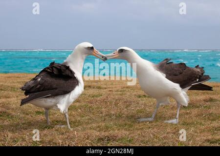 Laysan Albatros couple touchant des beaks tout en exécutant l'exposition de vaisseau d'audience sur l'atoll Midway dans Papahanaumokuakea Marine National Monument. Banque D'Images