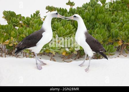 Laysan Albatross paire d'affichage de la cour. Des oiseaux dansant sur des tiptoes sur une île de l'atoll Midway, Papahanaumokuakea Marine National Monument. Banque D'Images