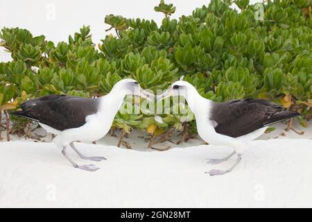 Albatros de Laysan courrant des oiseaux. Paire faisant la danse de la cour parmi les arbustes de Naupaka sur la plage dans les îles hawaïennes du Nord-Ouest. Phoebastria immutabilis Banque D'Images