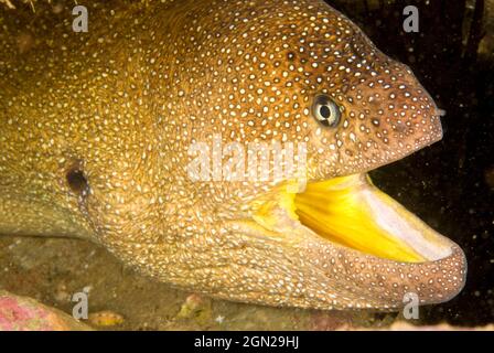 La moray de Starry (nucléomère de Gymnothorax) peut atteindre 180 cm. North Solitary Island, Nouvelle-Galles du Sud, Australie Banque D'Images