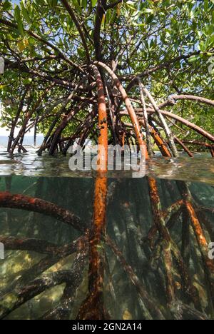 Mangroves à racine de pilotis (Rhizophora stylosa), le nom mangrove s'applique à des espèces d'arbres particulières ou à des communautés entières de plantes qui habitent les marées Banque D'Images