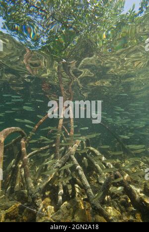 Mangroves à racine de pilotis (Rhizophora stylosa), le nom mangrove s'applique à des espèces d'arbres particulières ou à des communautés entières de plantes qui habitent les marées Banque D'Images