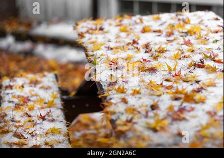 Feuilles orange et rouge dans la neige couvrant le banc et la table extérieurs. Changement de saison. Automne et hiver. Banque D'Images