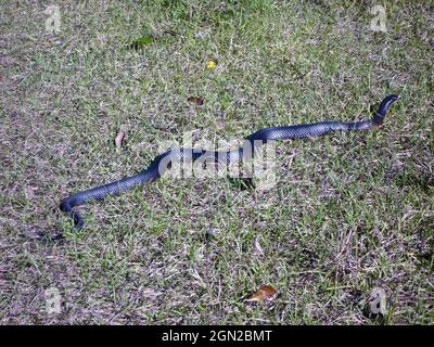 Serpent noir à ventre rouge (Pseudechis porphyriacus), trouvé près des cours d'eau permanents et des marécages. Dangereusement venimeux. Nord de la Nouvelle-Galles du Sud, Australie Banque D'Images