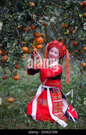 Jardin de fruits dans la province de Ha Giang au nord du Vietnam Banque D'Images