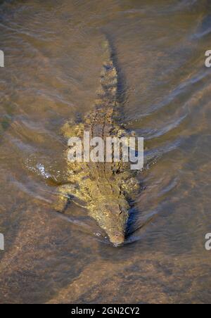 Le crocodile du Nil unique qui traque sa proie dans les eaux peu profondes de la réserve de gibier du parc national Kruger en Afrique du Sud Banque D'Images