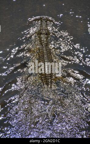 Gros crocodile du Nil dans les eaux peu profondes qui traque des proies dans la rivière Sabie, dans le parc national Kruger Banque D'Images
