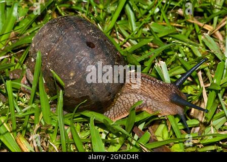 Escargot géant de panda (Hedleyella falconeri), cet escargot caryodide est le plus grand escargot indigène d'Australie, avec une croissance de la coquille jusqu'à 9 ou 10 cm. Banque D'Images