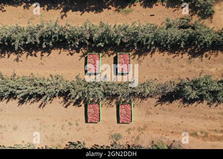 Palette chargée vers le haut avec pommes rouges fraîchement cueillies, vue aérienne. Banque D'Images