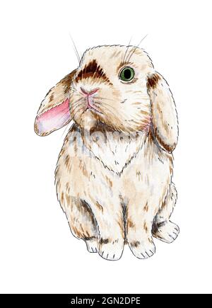 Illustration aquarelle d'un joli lapin beige moelleux. Dessin de Pâques d'un lièvre. Bel animal de compagnie. Photo à imprimer. Isolé sur fond blanc. Dessiné par h Banque D'Images