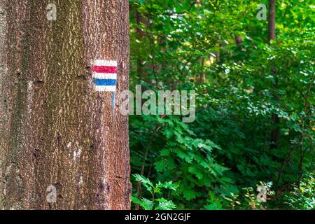 marquage des sentiers bleus et rouges sur le vieux arbre. montrant le chemin pour les touristes Banque D'Images